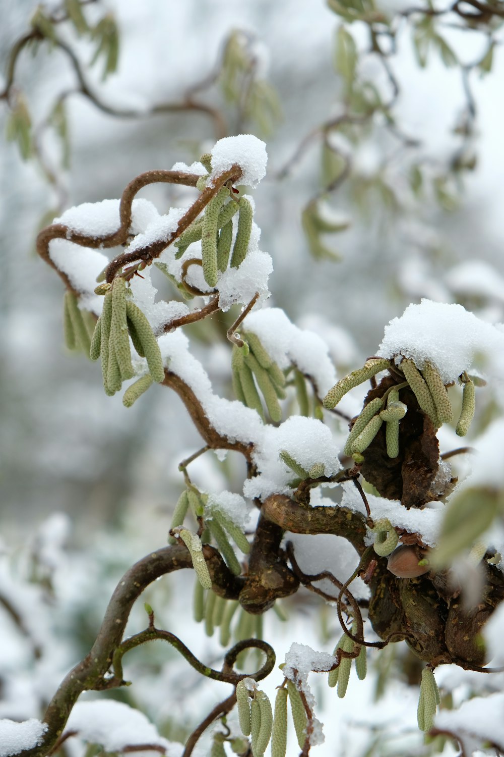 a tree branch covered in snow with small green leaves
