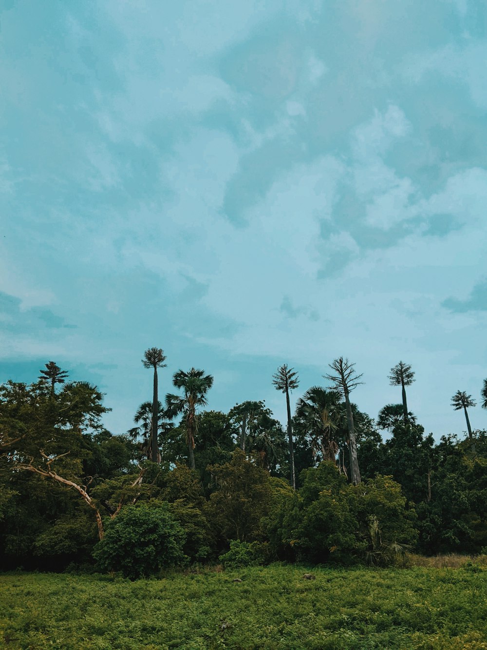 a grassy field with palm trees in the background