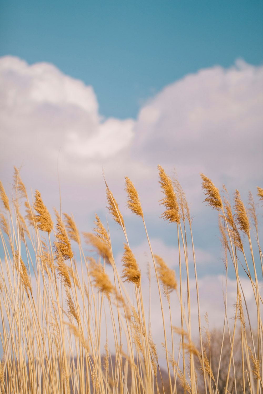 a bunch of tall dry grass blowing in the wind