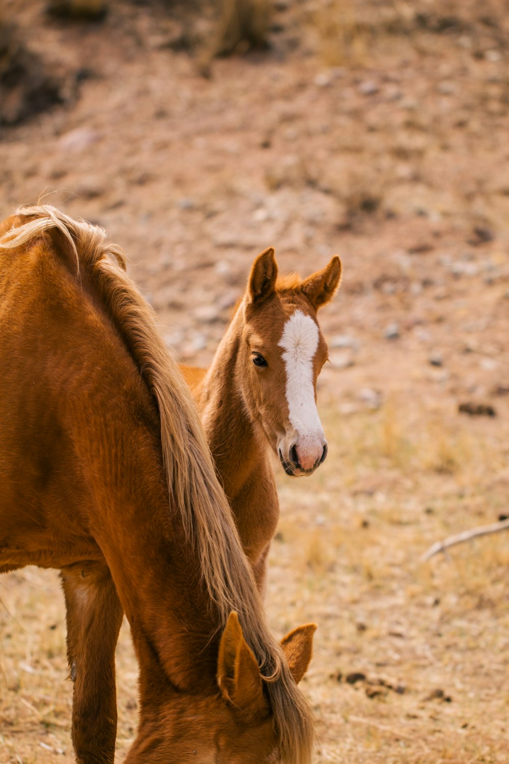 a brown horse standing next to a brown and white horse