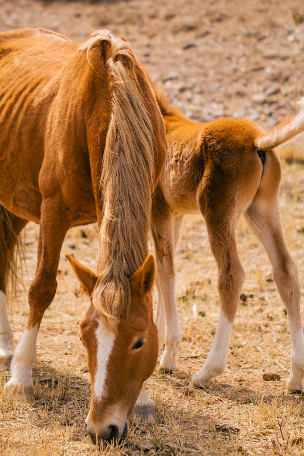 a small horse and a large horse grazing in a field