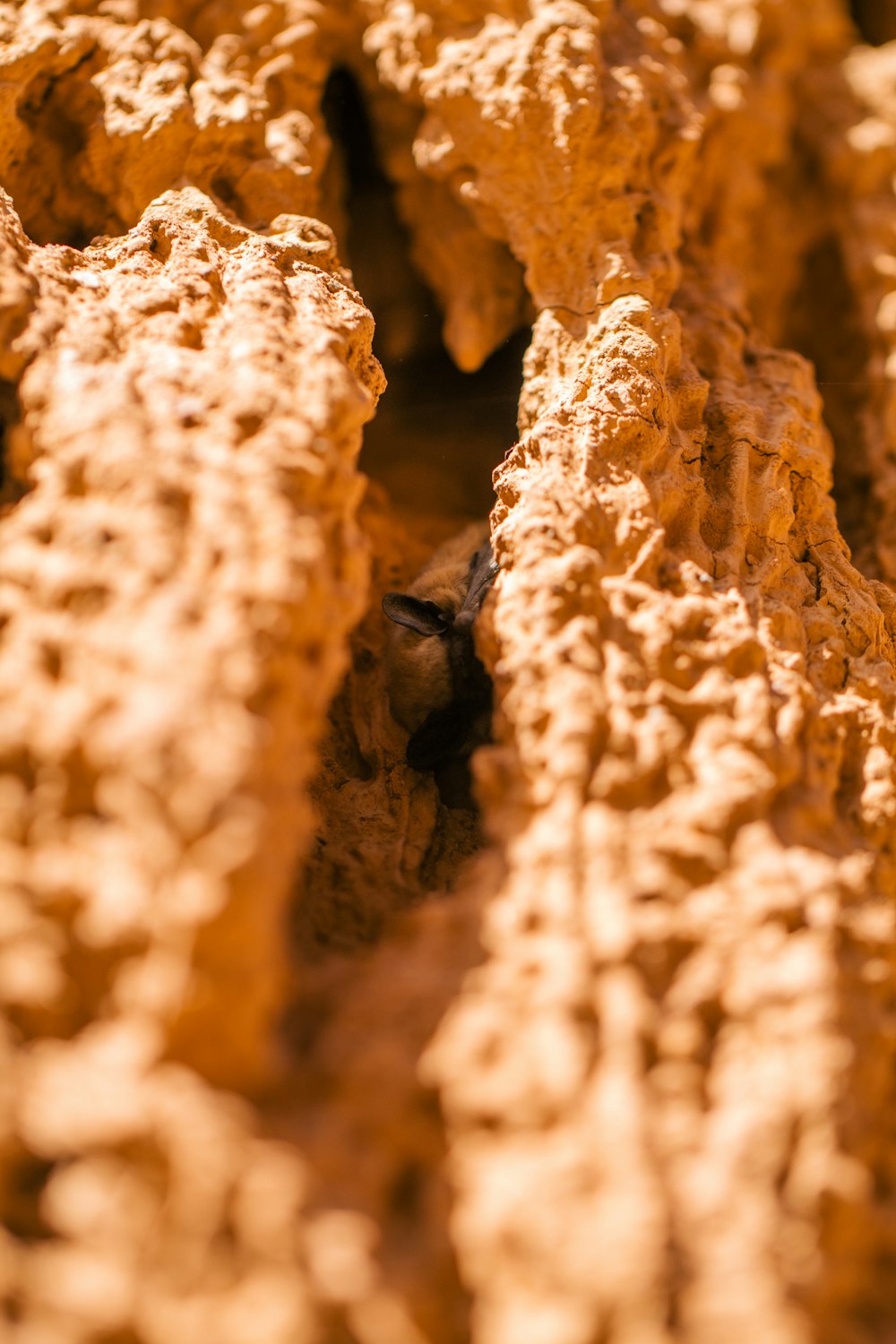 a close up view of a piece of wood