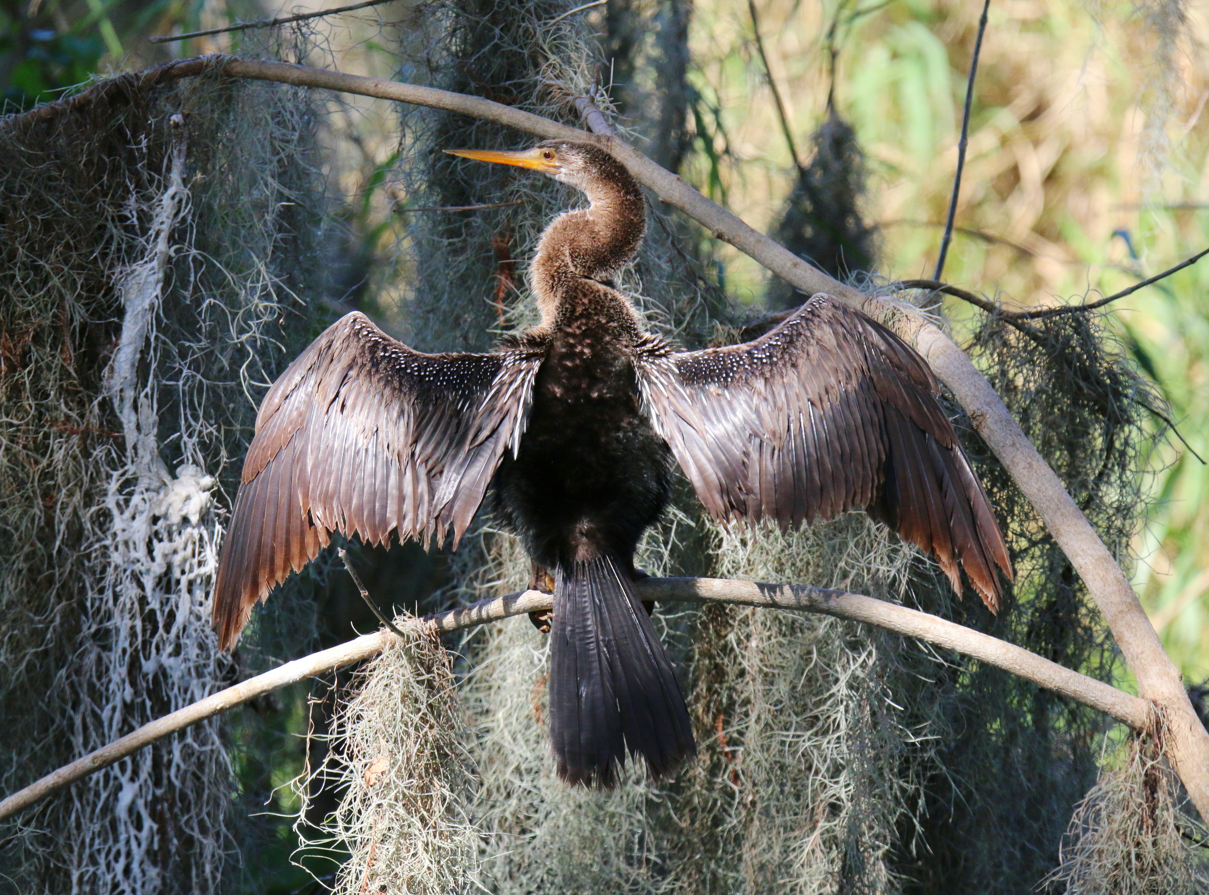 a bird sitting on top of a tree branch