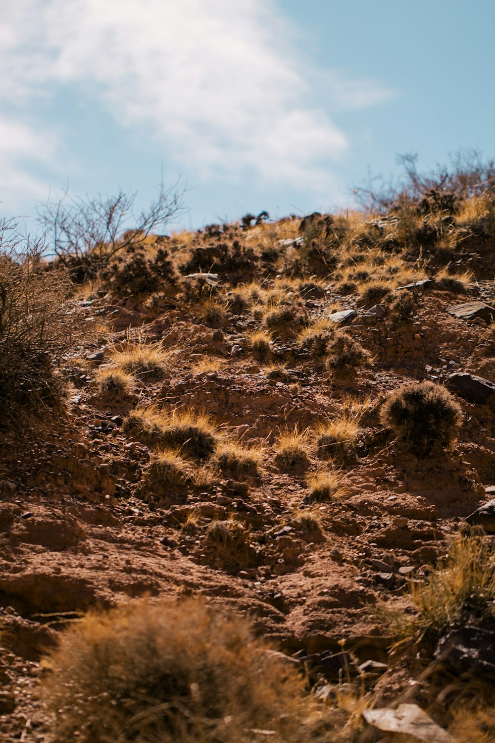 a mountain goat standing on top of a dry grass covered hillside