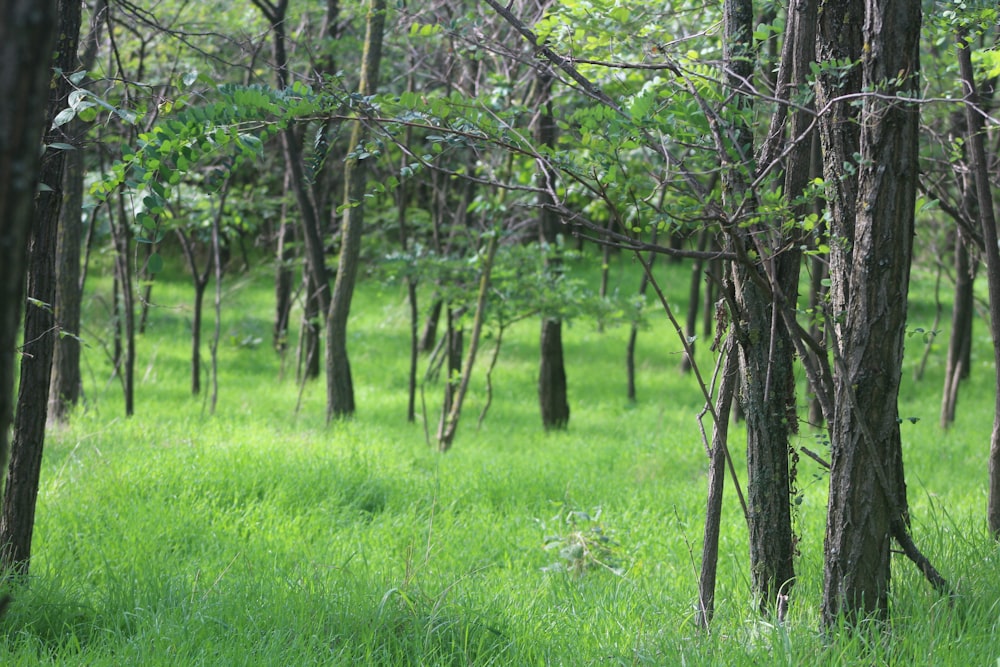 a field of green grass and trees in the woods