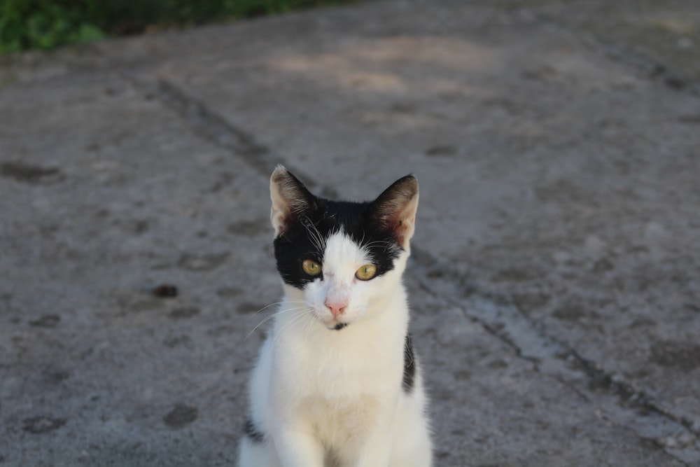 a black and white cat sitting on the ground