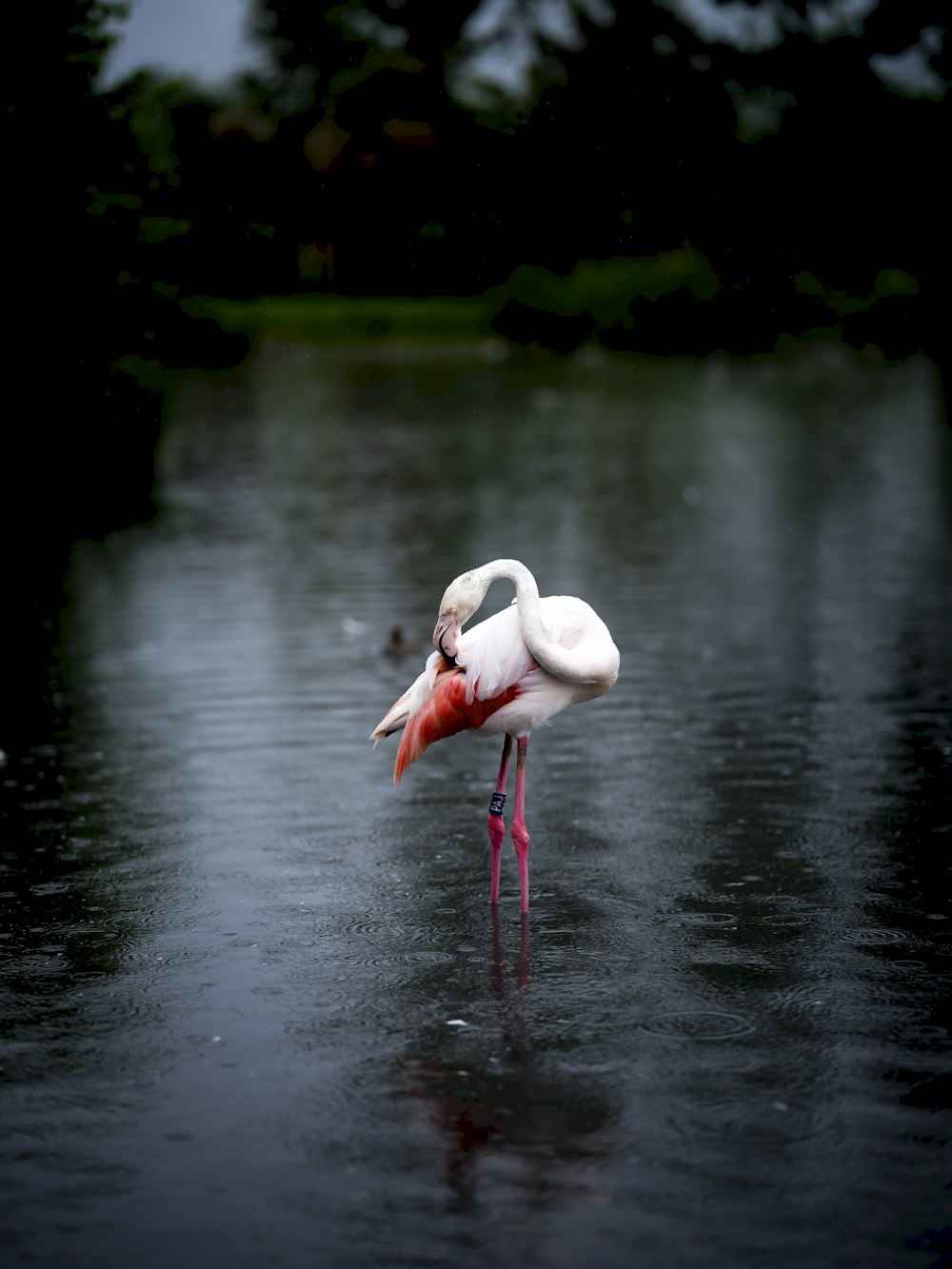 a pink and white bird standing in the water