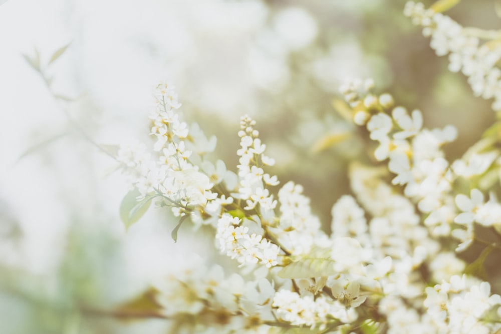 a close up of some white flowers on a tree