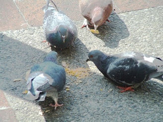 a group of pigeons eating food on the ground