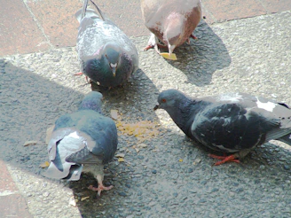 a group of pigeons eating food on the ground