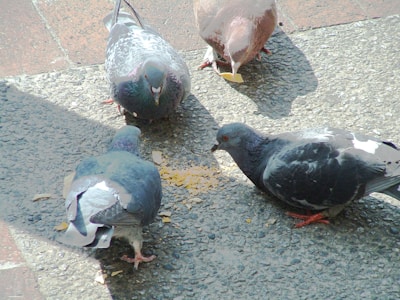 a group of pigeons eating food on the ground