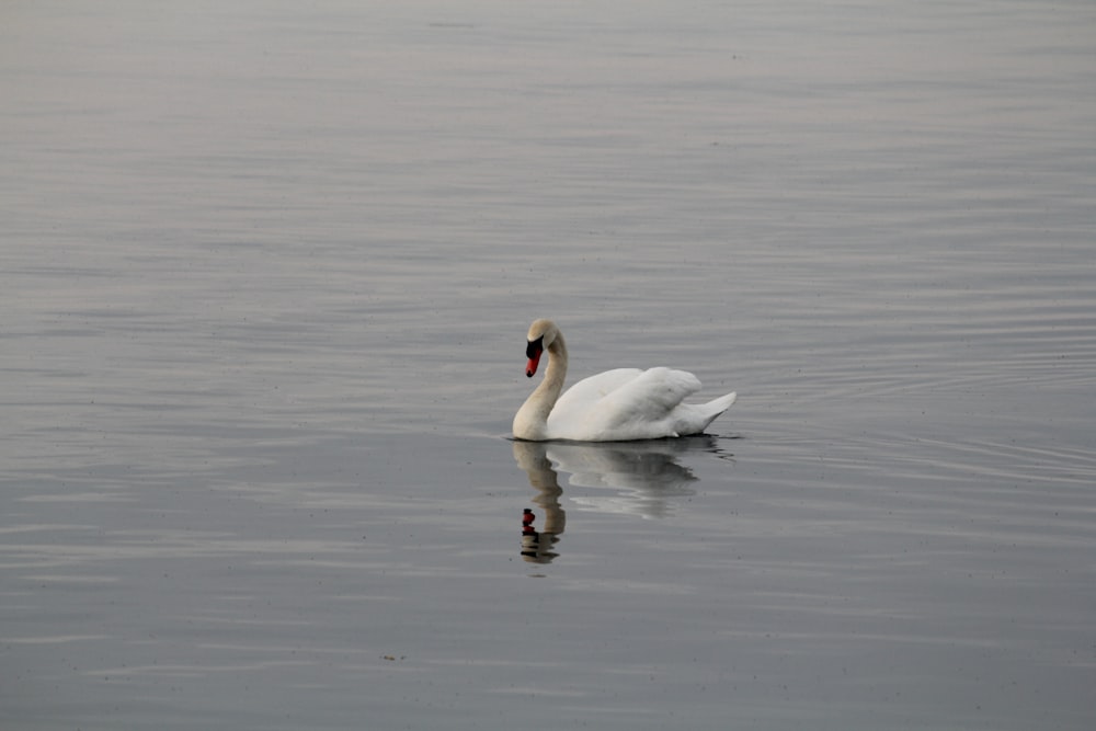 a white swan floating on top of a body of water