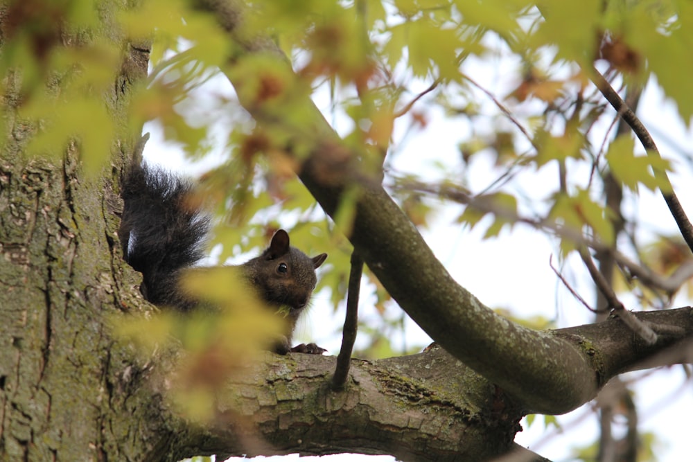 a squirrel is sitting on a tree branch