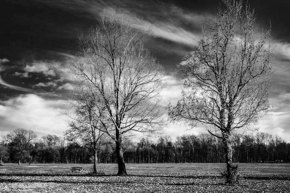 a black and white photo of two trees in a field