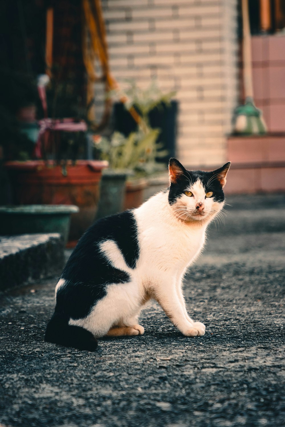 a black and white cat sitting on the ground