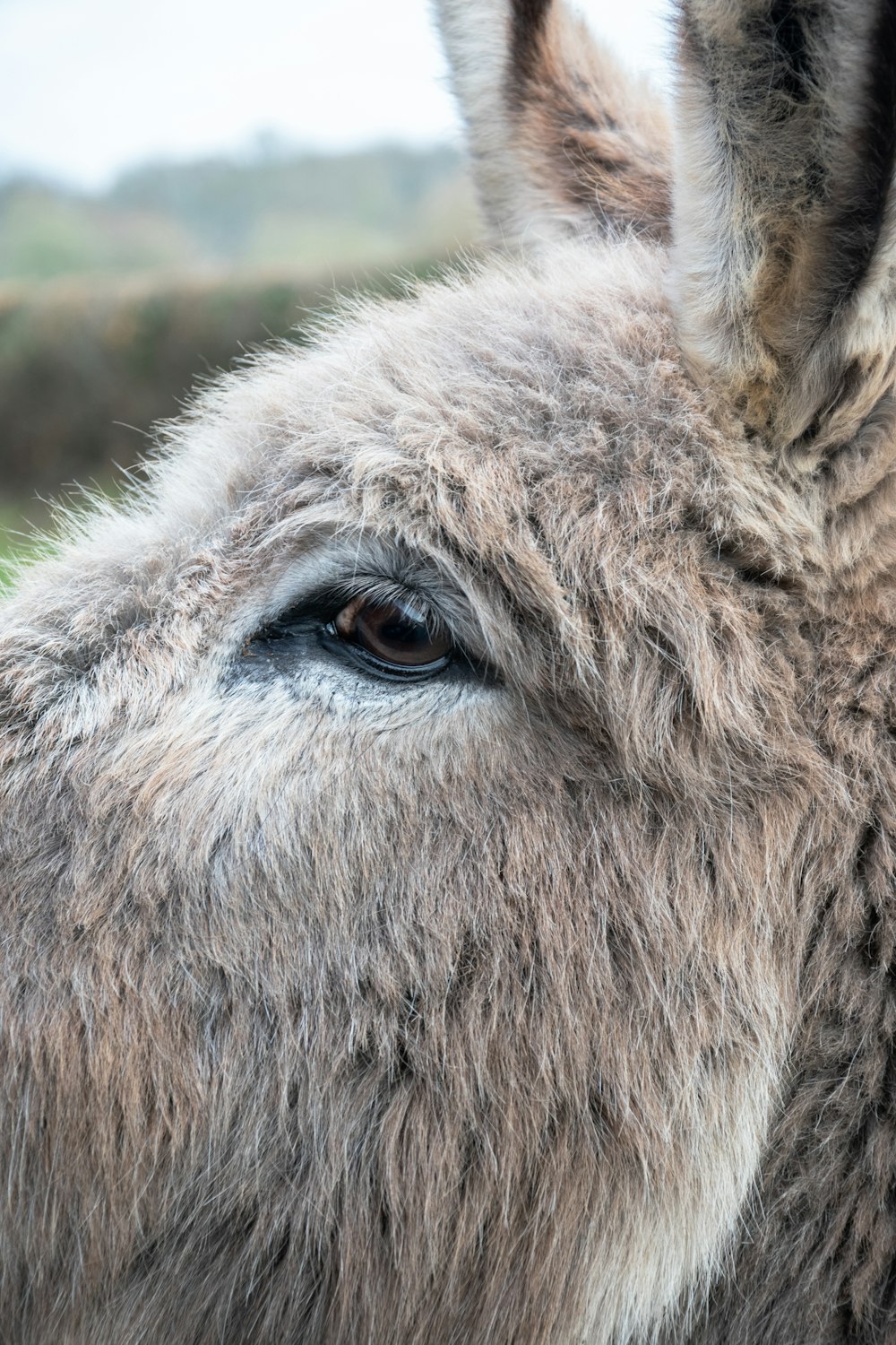 a close up of a donkey with a blurry background