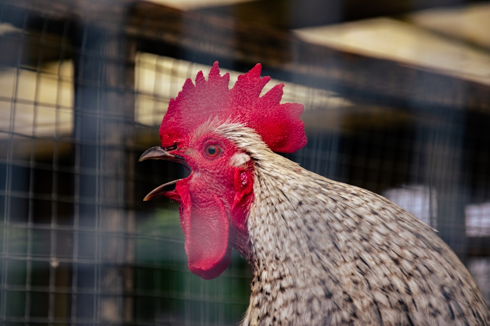 a close up of a rooster in a cage