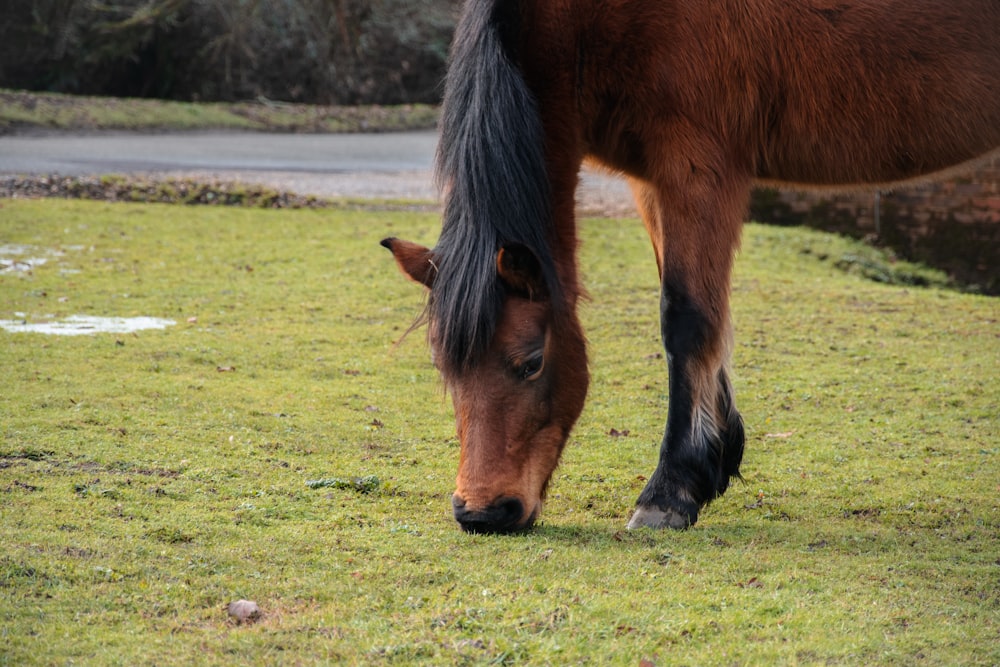 a brown horse standing on top of a lush green field