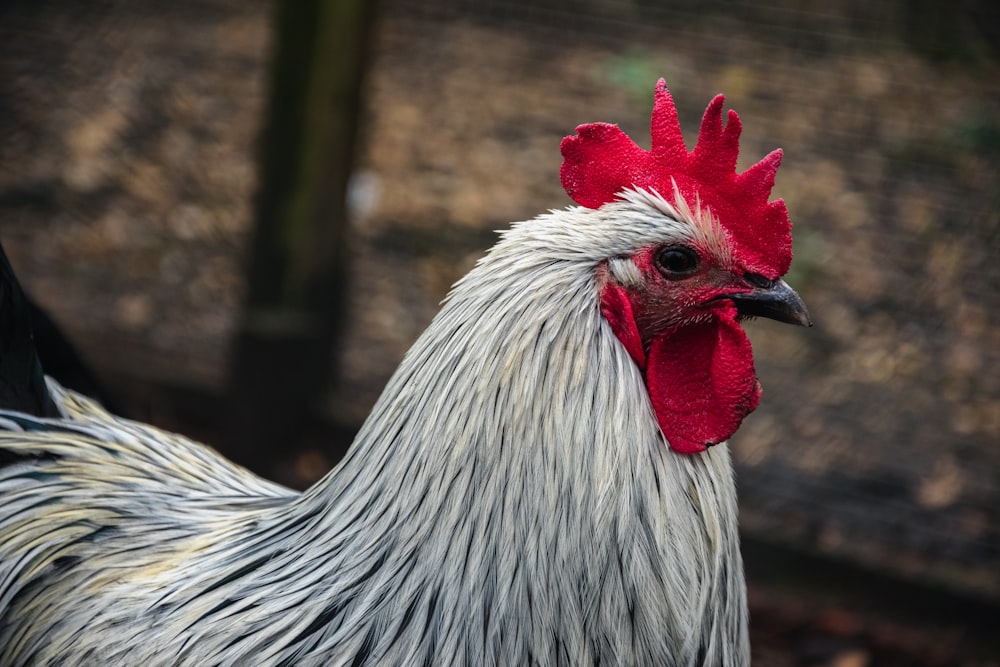 a close up of a rooster on a farm