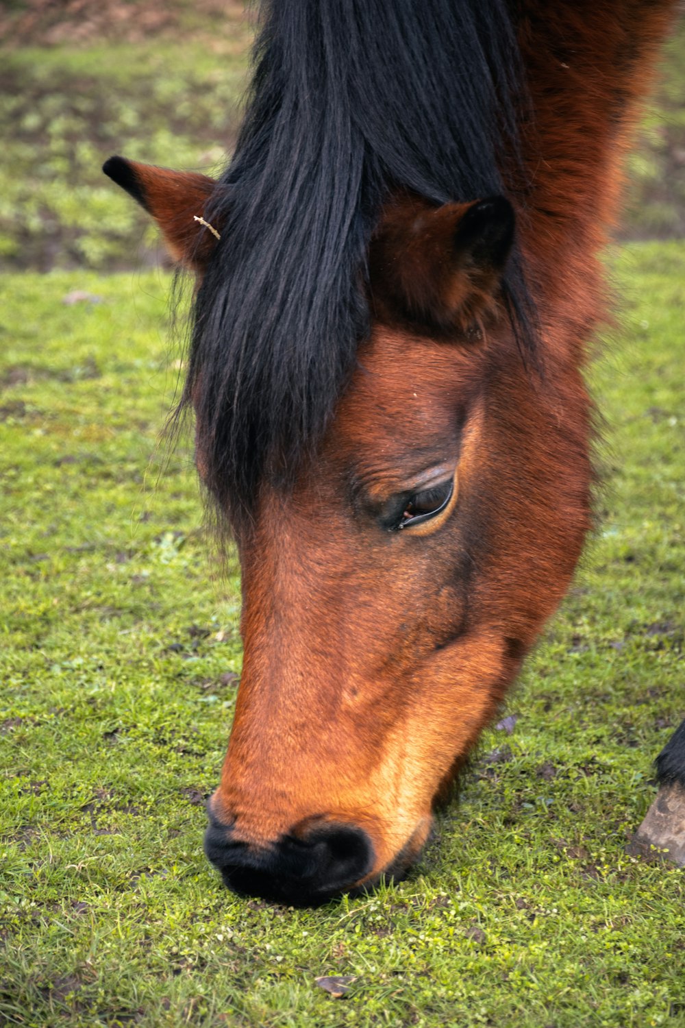 a close up of a horse grazing on grass