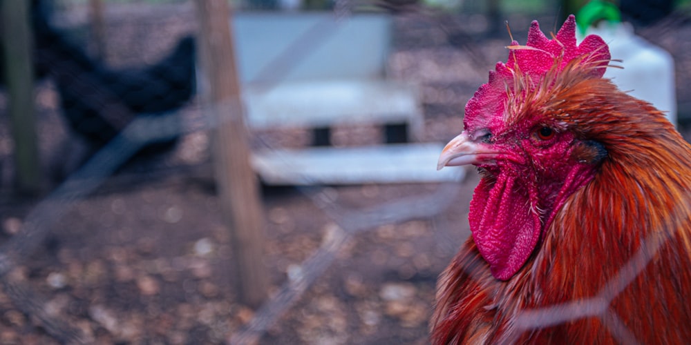 a close up of a rooster in a fenced in area
