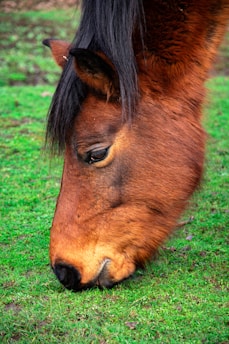 A close-up of a healthy horse grazing in a sunlit pasture.