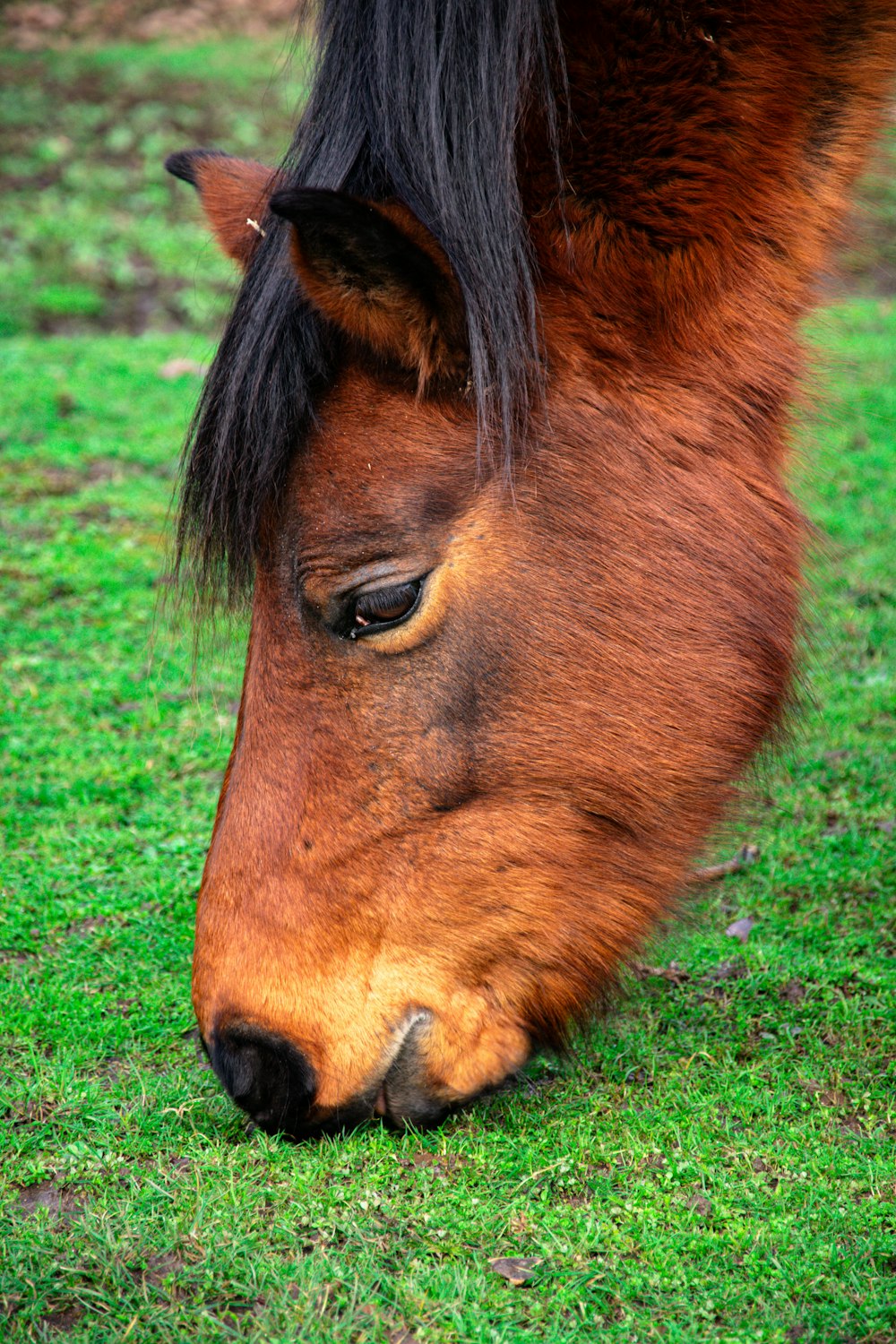 a close up of a horse grazing on grass