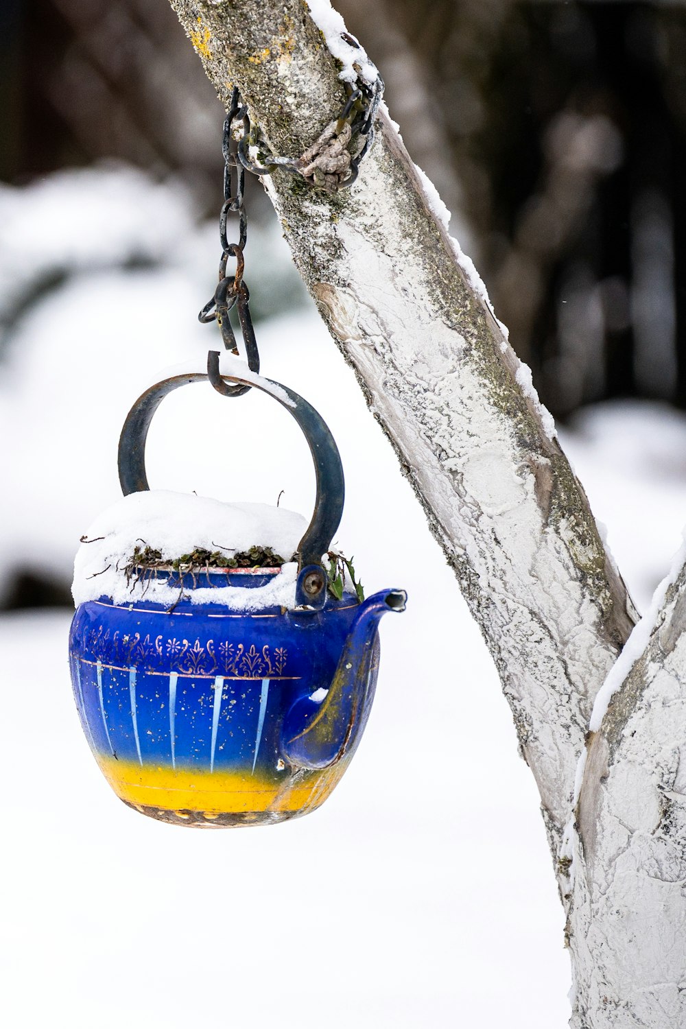 a blue tea pot hanging from a tree branch