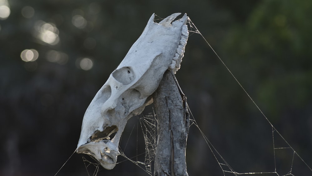 a white animal skull on a fence post
