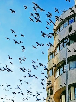 A flock of birds is flying across a clear blue sky beside a curved, multi-story building with large windows. The scene suggests movement and freedom against an urban backdrop.