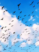 A flock of birds soaring high against a bright blue sky dotted with fluffy clouds