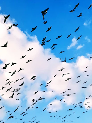 A flock of birds soaring high against a bright blue sky dotted with fluffy clouds