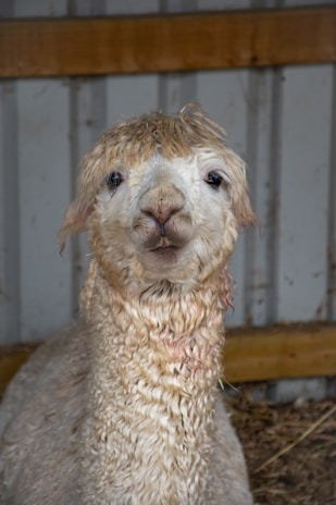 A close-up of a friendly alpaca looking curiously at the camera.
