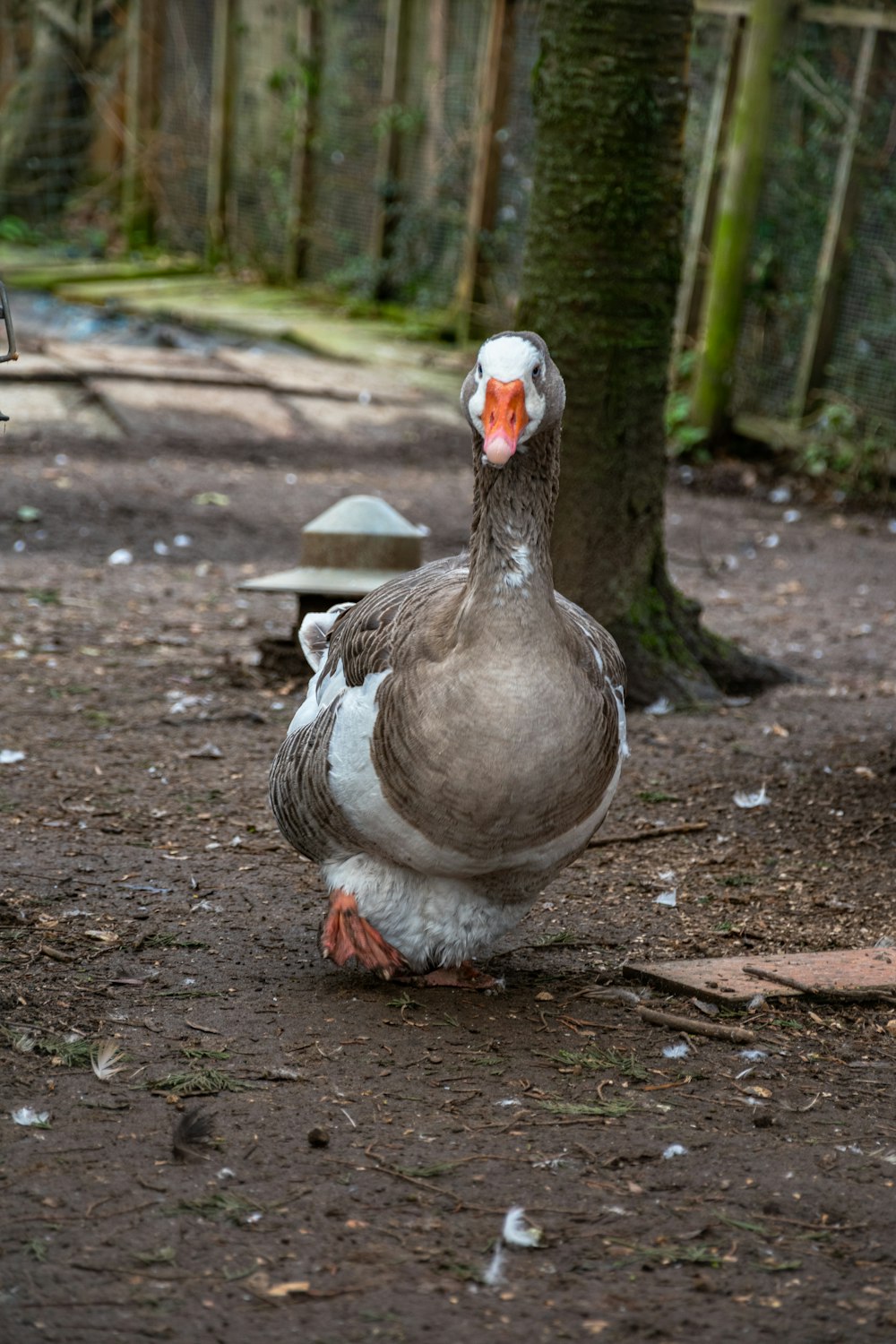 a gray and white duck walking in a wooded area