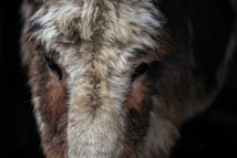 A close-up view of a donkey's face, showcasing its thick, textured fur with a mix of brown, white, and gray colors. The donkey's eyes appear partially closed, giving a calm and serene impression.