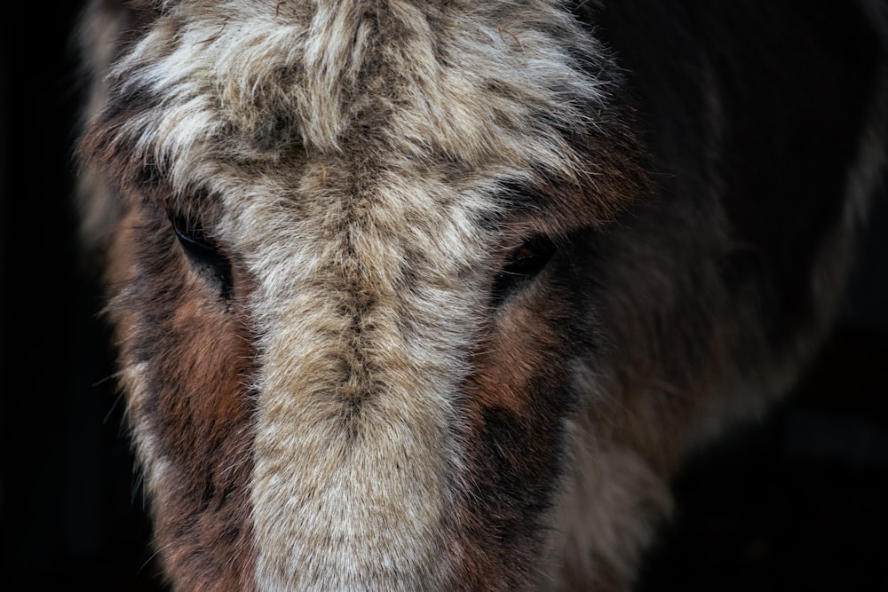 a close up of a horse's face with a black background