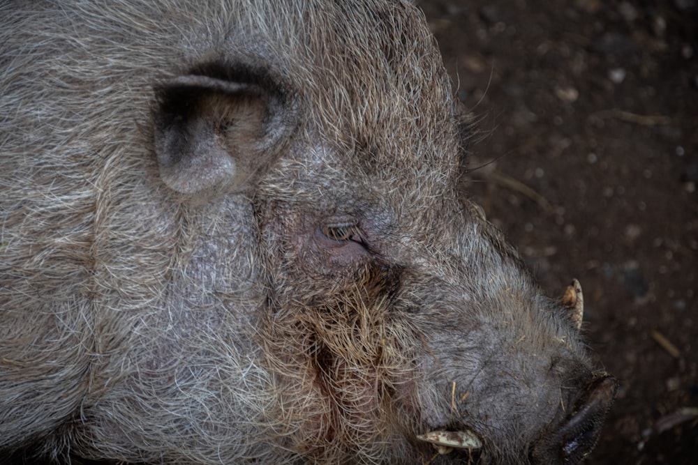 a close up of a wild boar's face