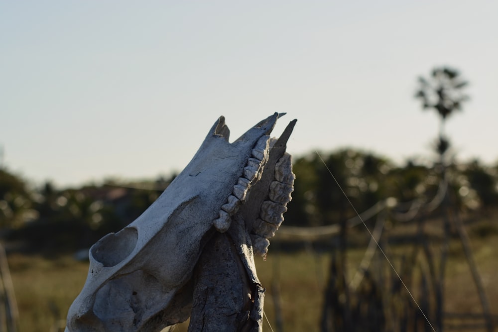 a close up of a horse's head with a fence in the background