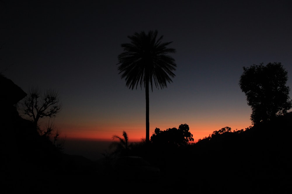 uma palmeira é silhuetada contra um pôr do sol