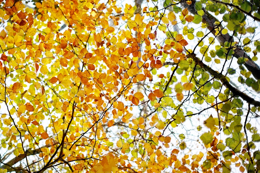 Le foglie di un albero stanno cambiando colore