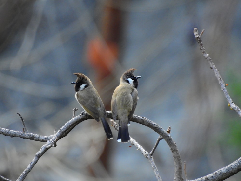 two small birds perched on a tree branch