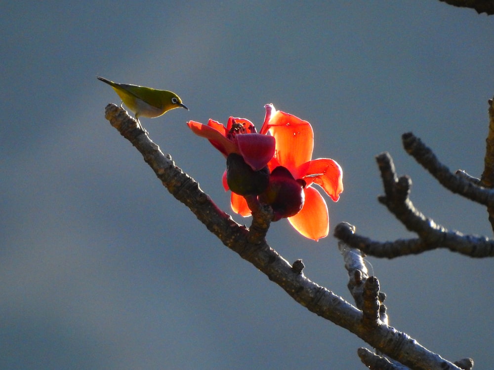 a bird sitting on top of a tree branch