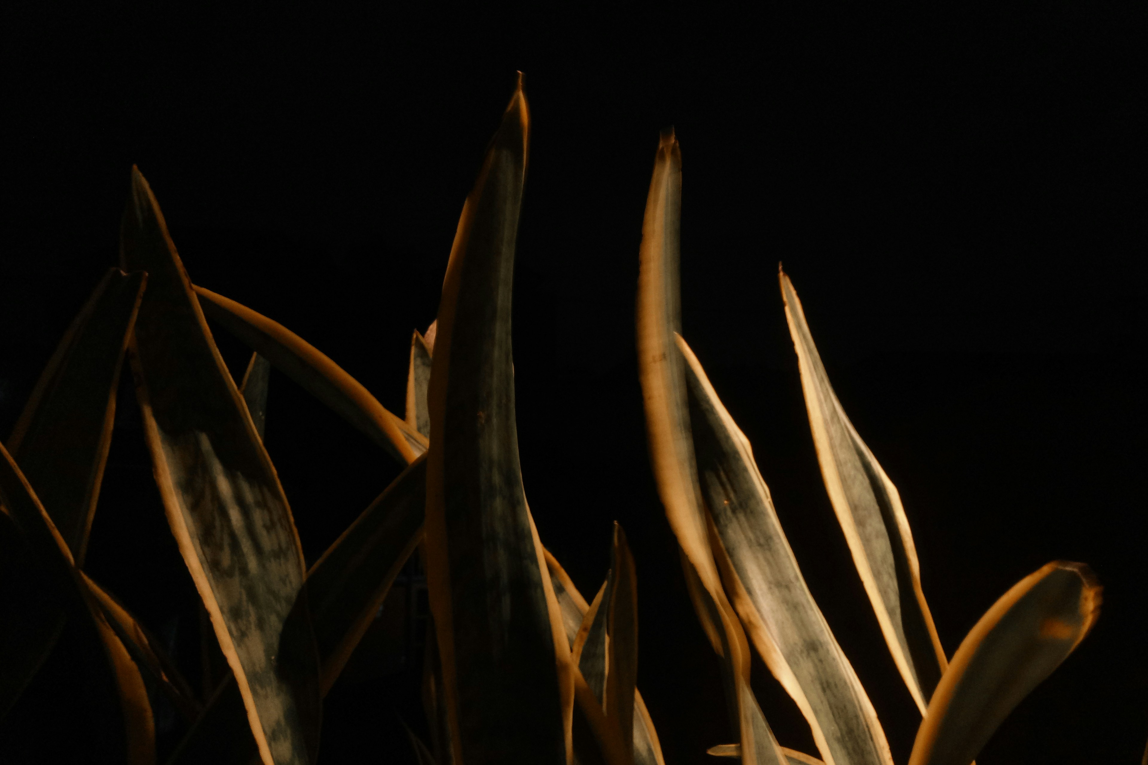 Photo by hybridnighthawk