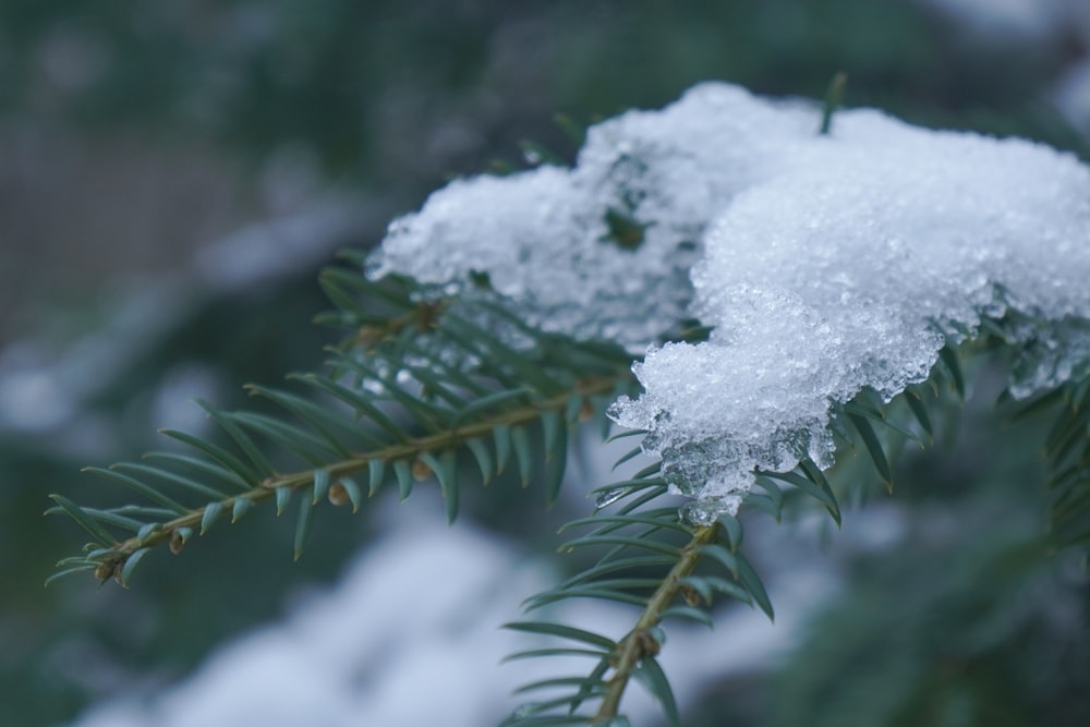 a close up of a pine tree with snow on it