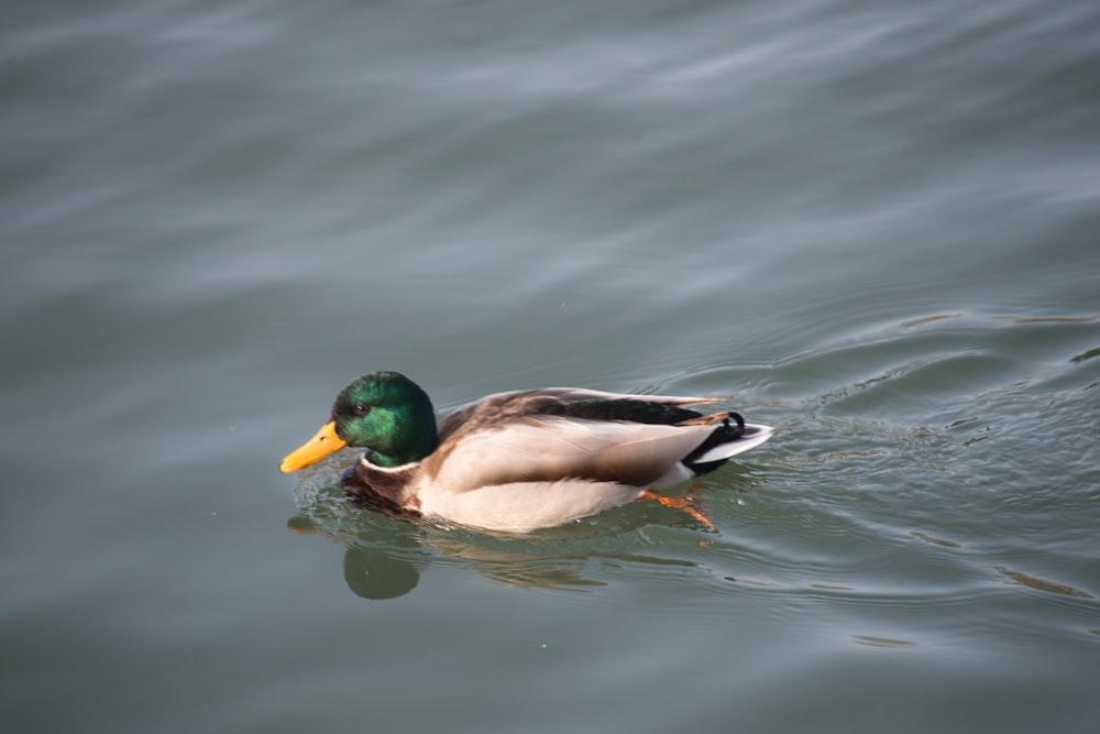 a duck floating on top of a body of water