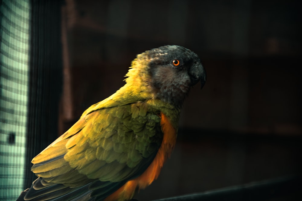 a yellow and green parrot sitting on top of a window sill