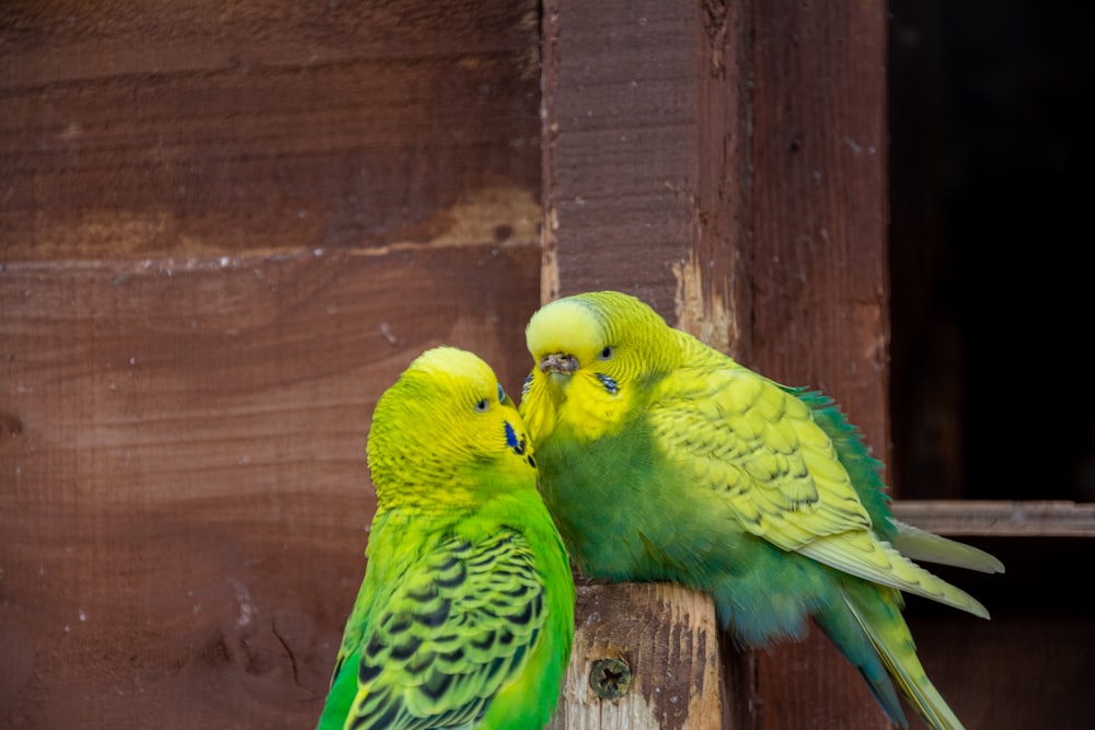 two green and yellow parakeets kissing each other
