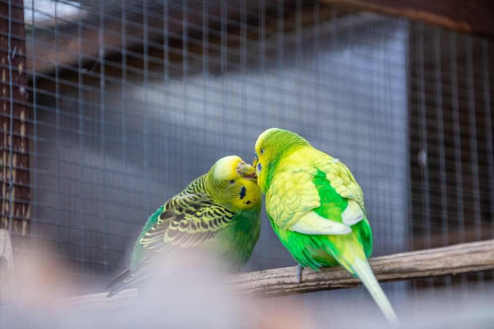 two green and yellow parakeets kissing on a branch
