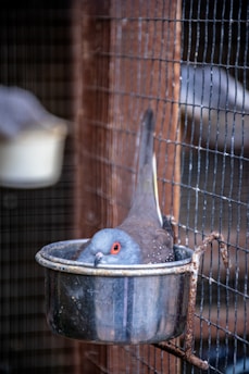 A bird with gray and brown plumage sits inside a metallic bowl attached to a wire mesh cage. The bird has red eyes and small speckles on its feathers, and the cage has vertical and horizontal wire lines.