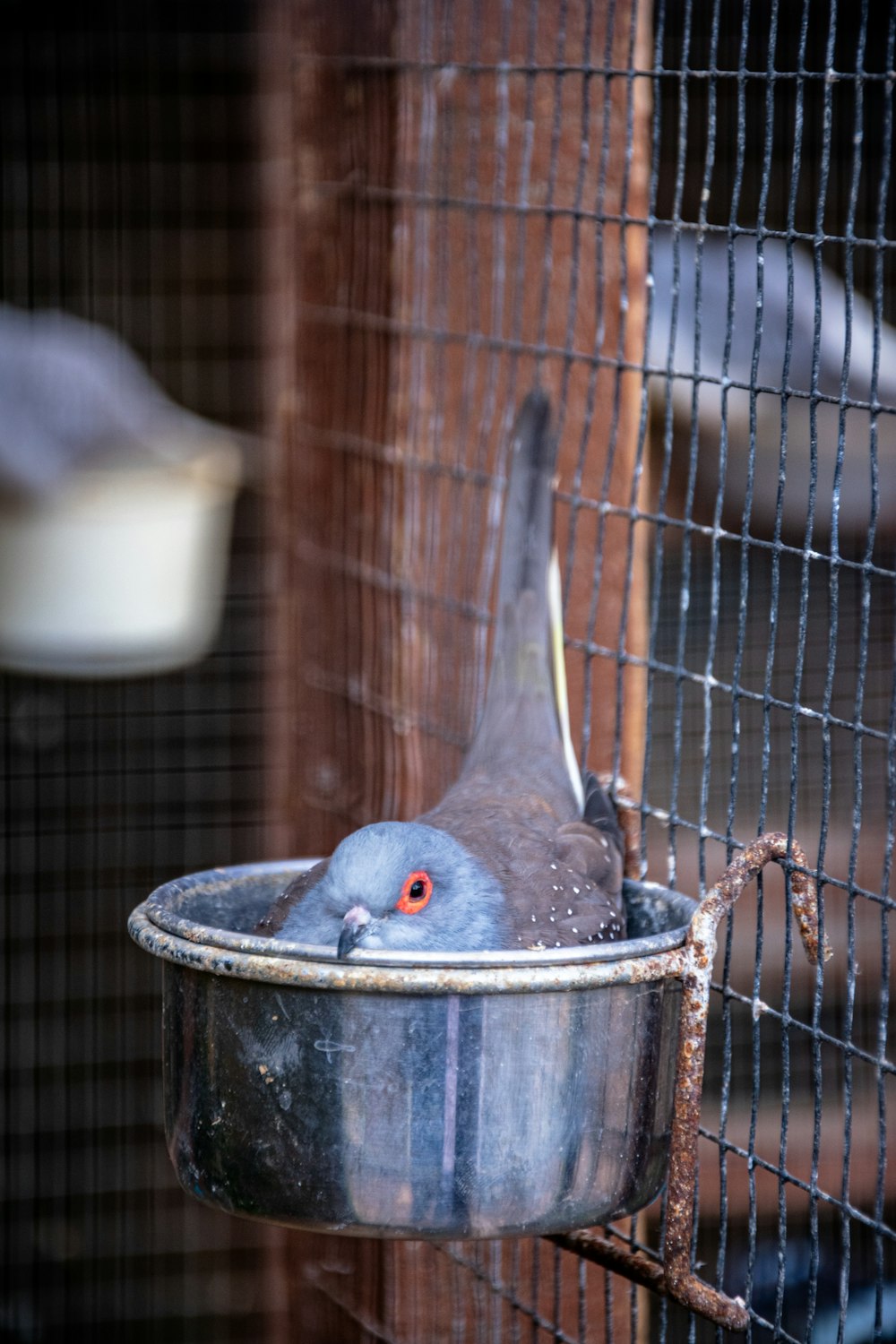 a bird is sitting in a metal bowl